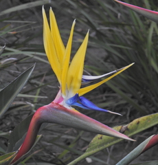 Strelitzia reginae reginae