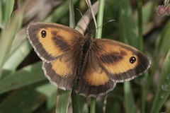 Pyronia tithonus