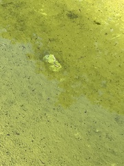 Triops longicaudatus