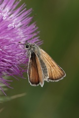 Thymelicus sylvestris