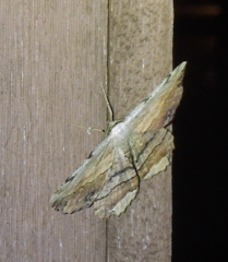 Lytrosis unitaria