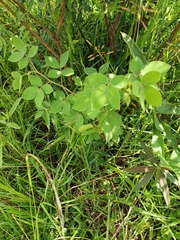 Magnoliopsida