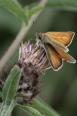 Thymelicus sylvestris