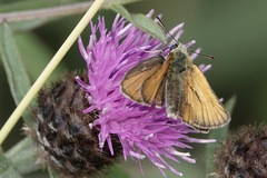 Thymelicus sylvestris