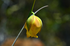 Calochortus raichei