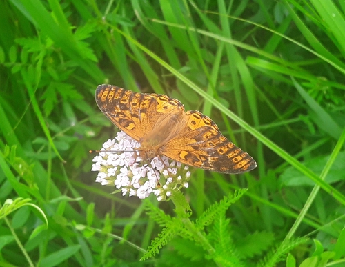 High Brown Fritillary, Красноярск, Красноярский край, Россия, 660095, photo 10 of 10
