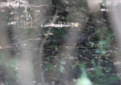 Broadleysaurus major