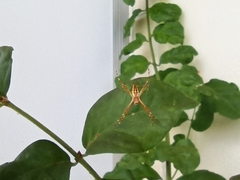 Argiope argentata