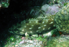 Epinephelus adscensionis