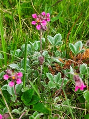 Potentilla divina