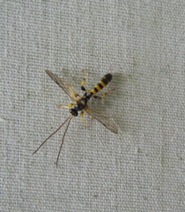 Colpotrochia trifasciata