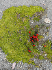 Castilleja tolucensis