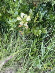 Pedicularis tuberosa