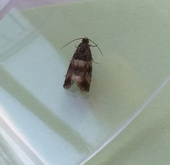 Lobesia abscisana