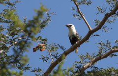 Lybius leucocephalus