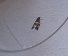 Lobesia abscisana