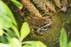 Pelophylax perezi