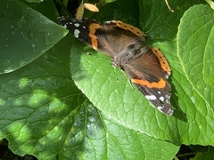 Vanessa atalanta