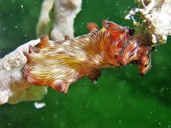 Pseudobiceros fulgor