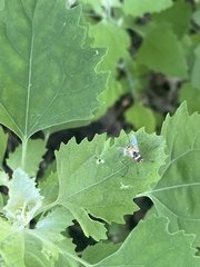 Cholomyia inaequipes