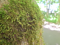 Cryphaea heteromalla