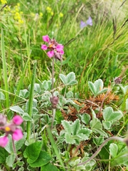 Potentilla divina
