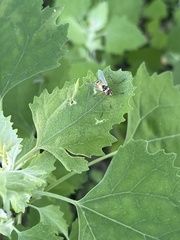 Cholomyia inaequipes