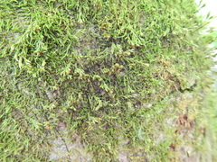 Cryphaea heteromalla