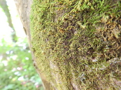 Cryphaea heteromalla
