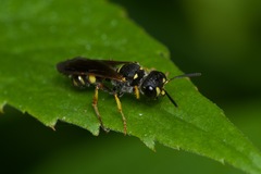 Cerceris clypeata