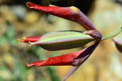 Calochortus raichei