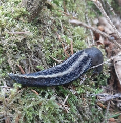 Limax cinereoniger