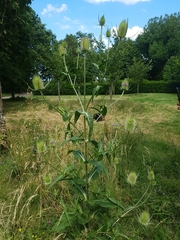 Dipsacus fullonum
