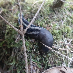 Limax cinereoniger