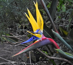 Strelitzia reginae reginae