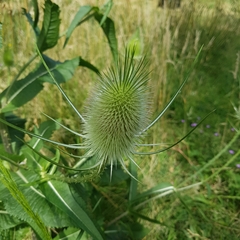 Dipsacus fullonum