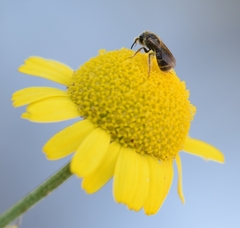 Lasioglossum