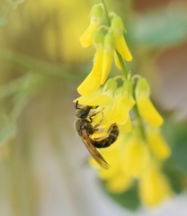 Lasioglossum
