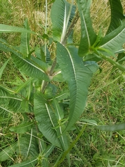 Dipsacus fullonum