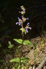Penstemon anguineus
