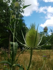 Dipsacus fullonum