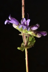 Penstemon anguineus