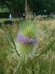 Dipsacus fullonum