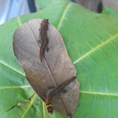 Lepidoblepharis sanctaemartae