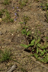 Penstemon anguineus