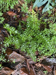 Adiantum latifolium