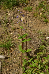 Penstemon anguineus