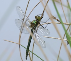 Somatochlora meridionalis