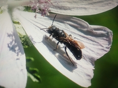 Chelostoma