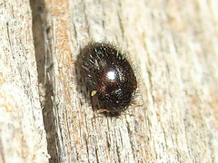 Trinodes hirtus